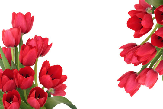 紅色郁金香花緣