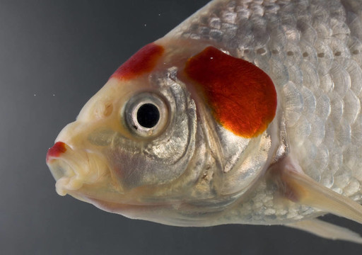 寵物魚(yú)