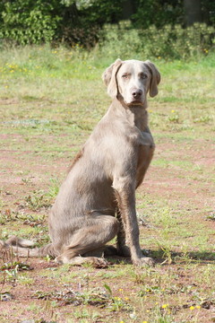 威瑪獵犬的指針