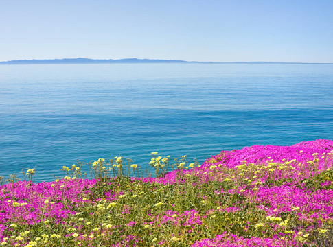 島和Flowers
