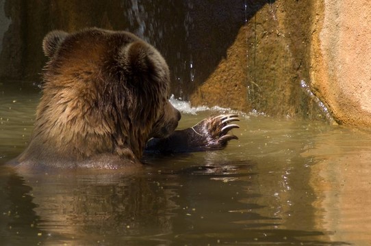 Brown Bear洗澡