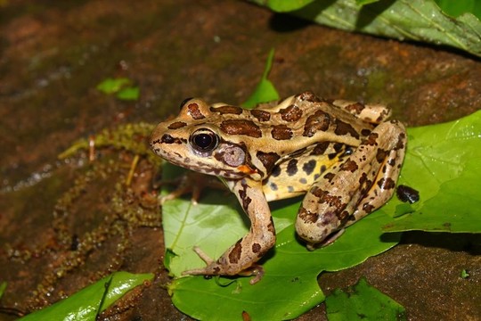 Pickerel Frog（Rana palustris）