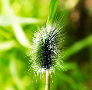 巨大的毛茸茸的卡特彼勒。
