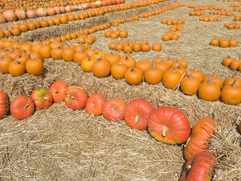 橙色的南瓜收獲