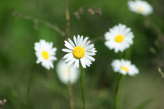 野菊花