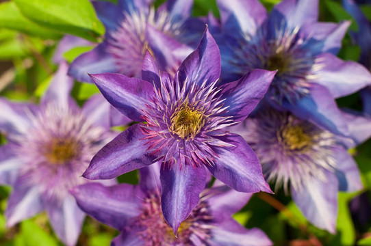 紫色的Clematis Flowers