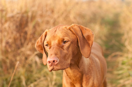 匈牙利維茲拉犬狗靠近