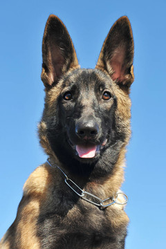 小狗馬里努阿犬