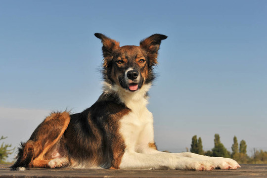 邊境牧羊犬