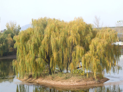 柳樹(shù)
