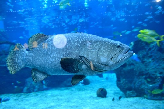 海洋館