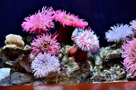 海洋館