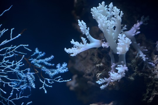 海洋館