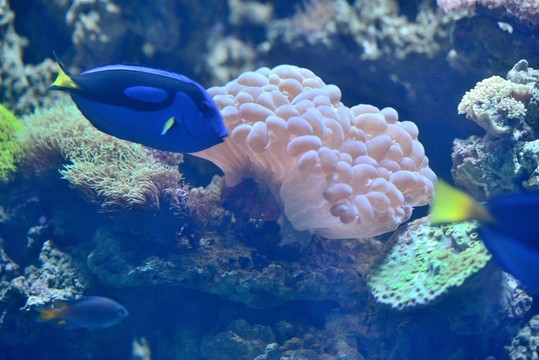 海洋館