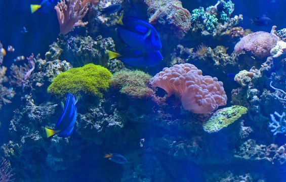 海洋館