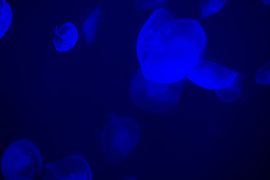 水母