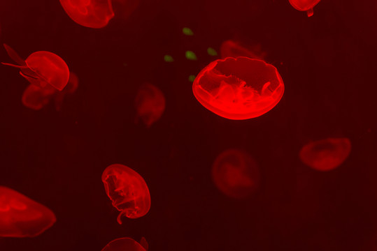 水母