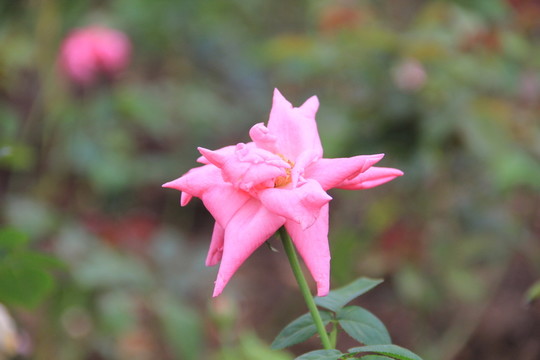 粉色玫瑰花