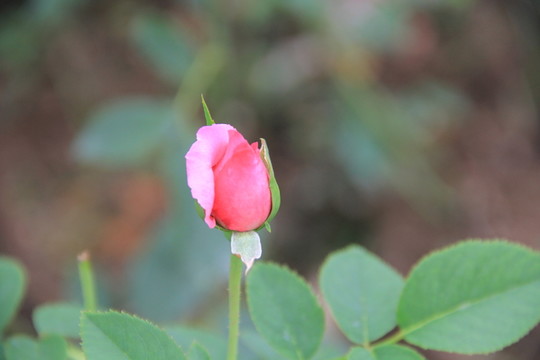 玫瑰花花蕾