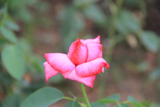 一株玫瑰花