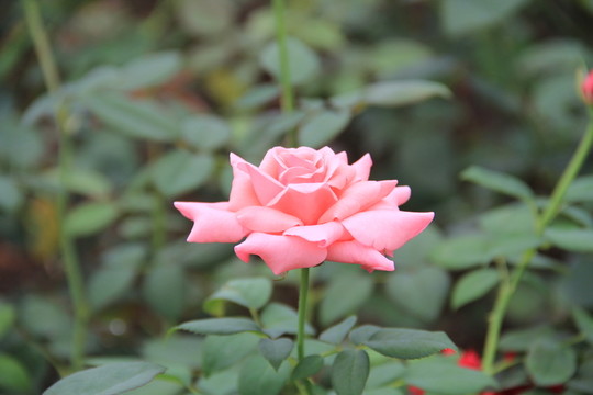 粉色玫瑰花