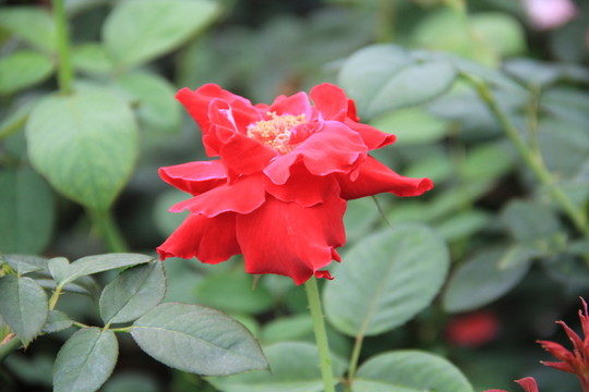 紅色玫瑰