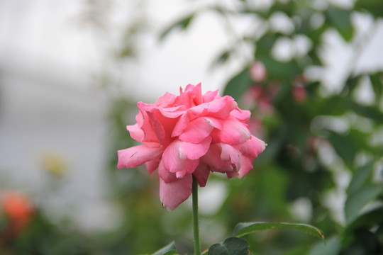 玫瑰花