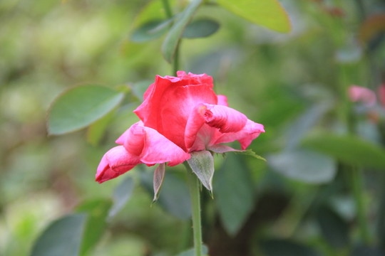 紅玫瑰