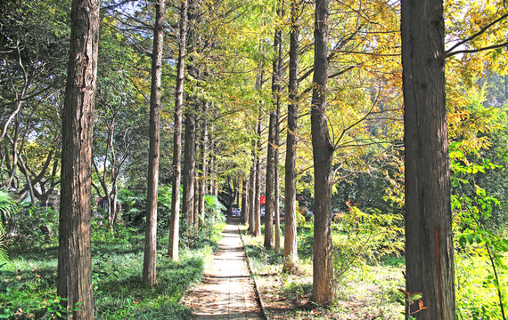 樹林小路園林
