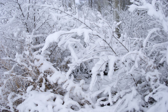 雪后