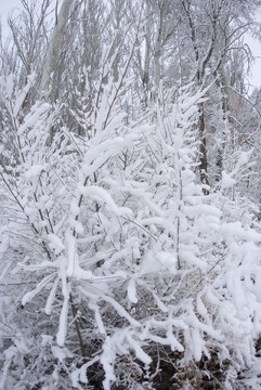 雪后