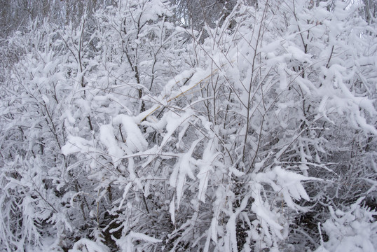 雪后