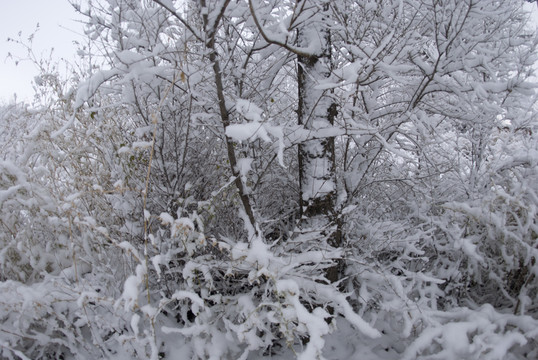 雪后