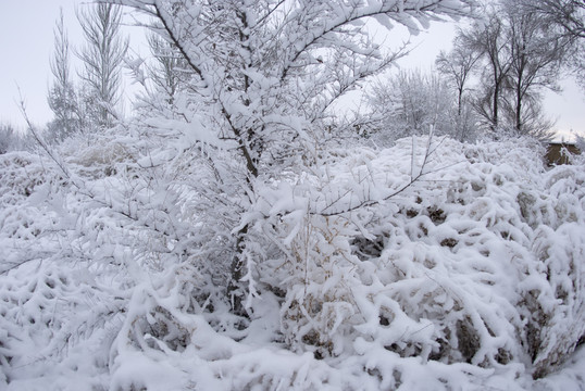 雪后