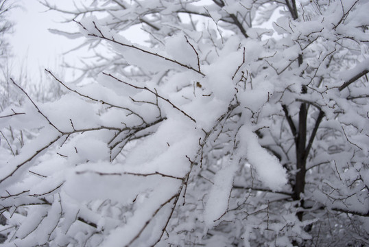 積雪