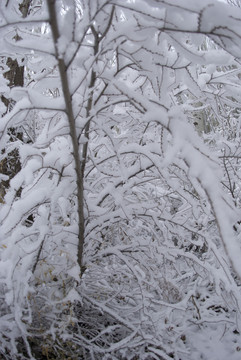 積雪