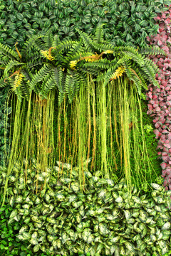 植物墻