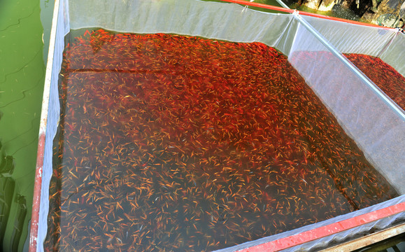 魚苗 小金魚  魚塘