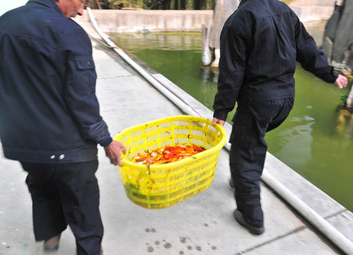 撈魚  金魚  魚苗