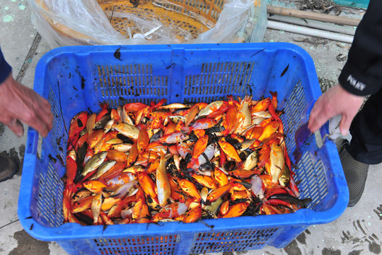 金魚 魚苗 撈魚