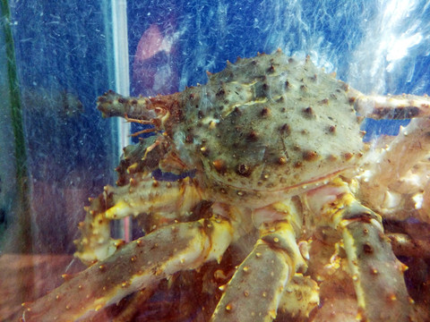 超級鮮活生猛海鮮