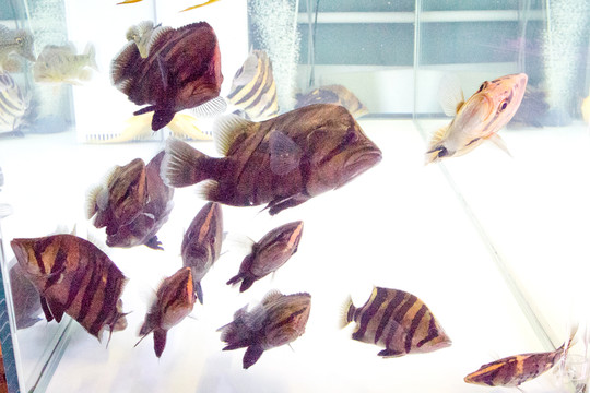 虎皮魚