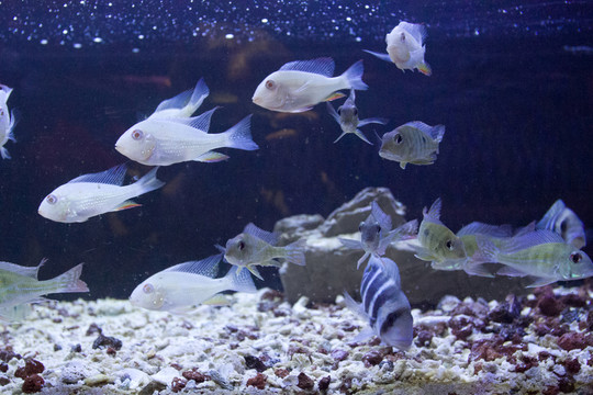 玻璃魚