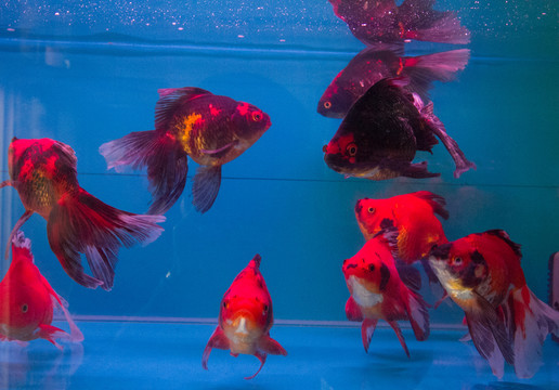 五花琉金 金魚
