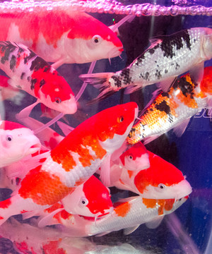 錦鯉魚