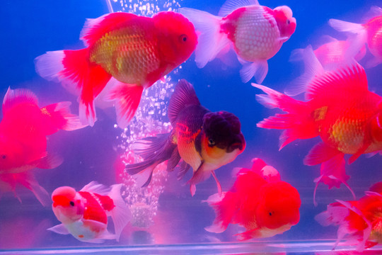 獅子頭 金魚