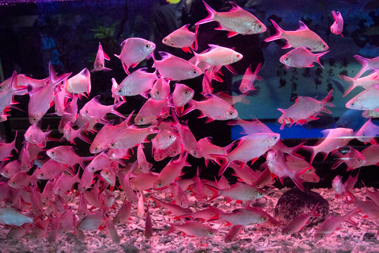泰國鯽魚
