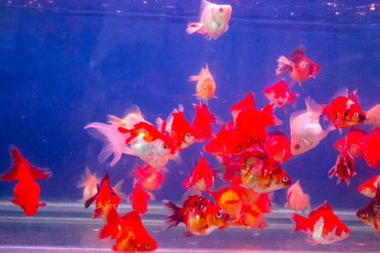 五花琉金 金魚