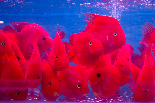 血鸚鵡魚