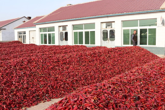 紅干椒豐收圖